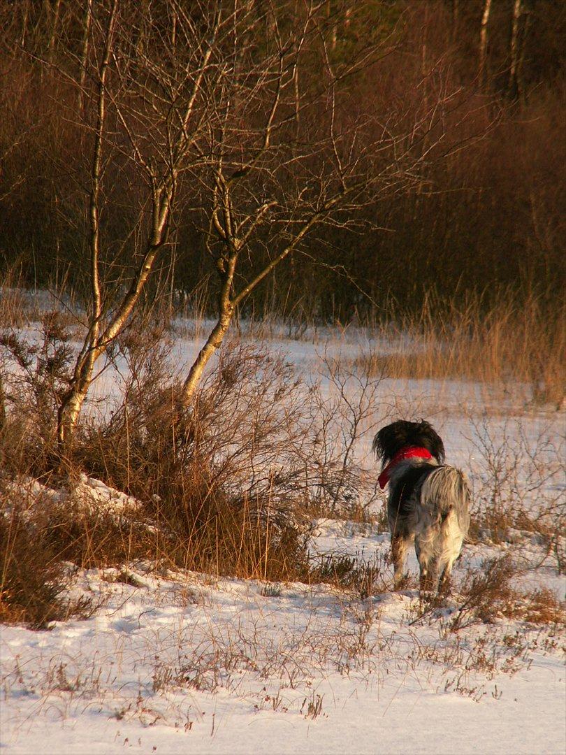 Blanding af racer Kouda - 18) Kouda på heden 2012 billede 18