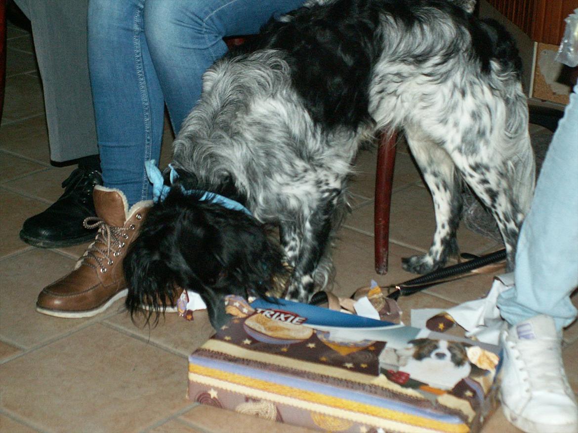 Blanding af racer Kouda - 19) Kouda pakker sin julegave op - et intelligent spil lv. 3 :) 2011 billede 19