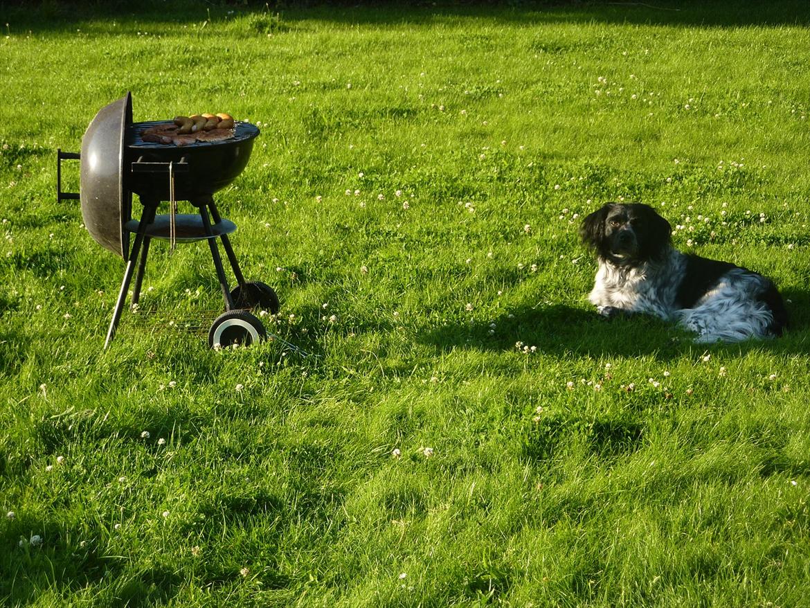 Blanding af racer Kouda - 20) Kouda vogter grillen - sommerhus p. Lolland 2011 billede 20
