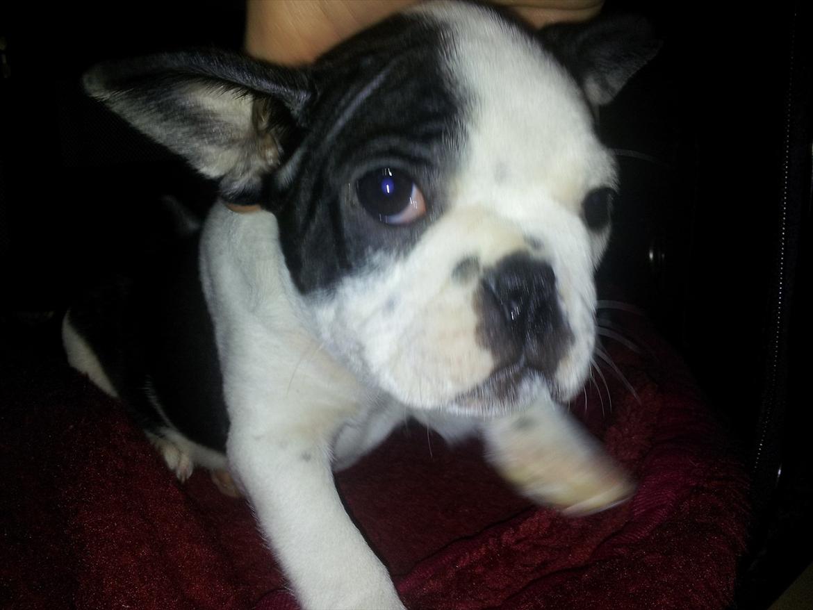 Boston terrier Buddha billede 1