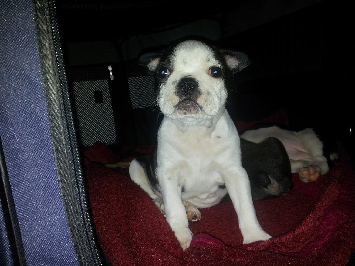 Boston terrier Buddha billede 2