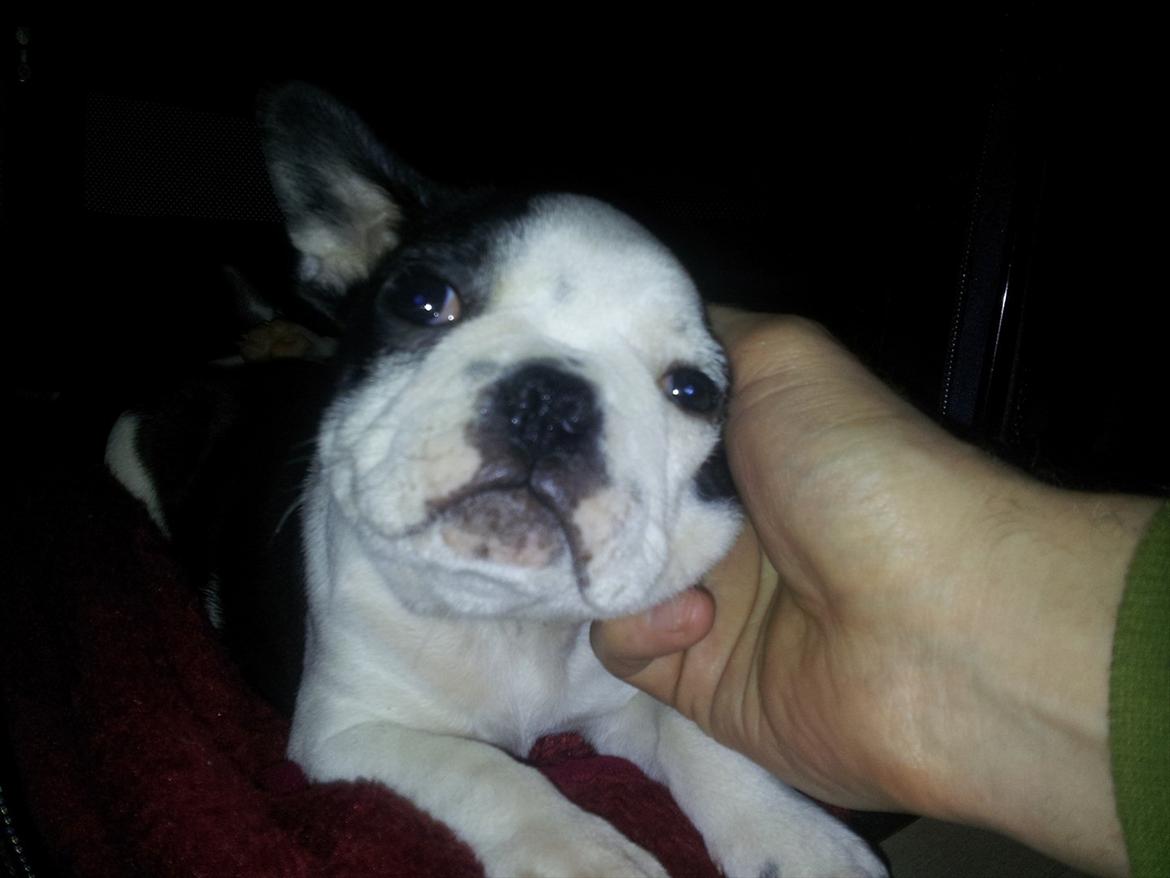 Boston terrier Buddha billede 3