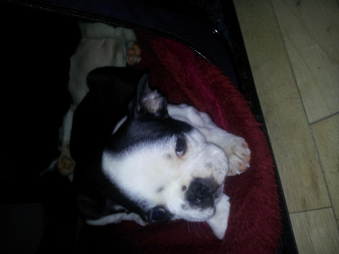 Boston terrier Buddha billede 4