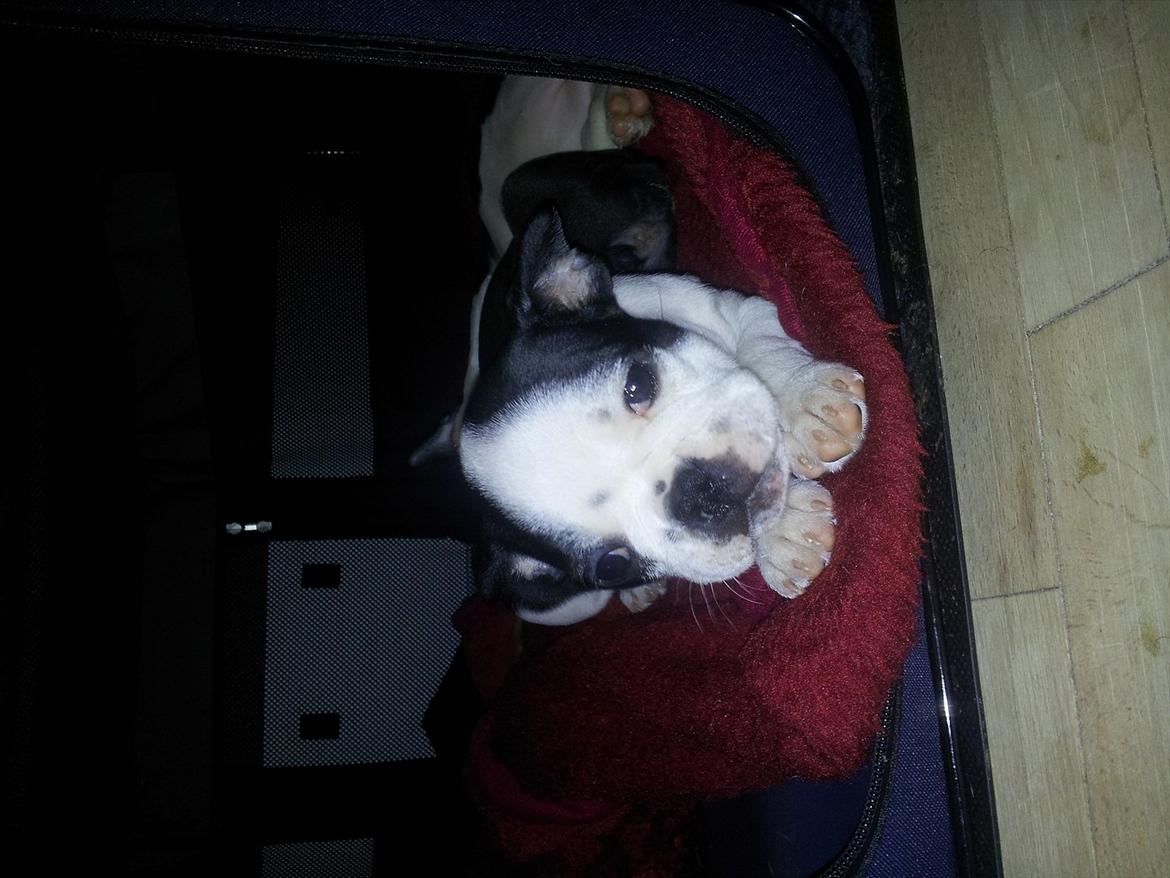 Boston terrier Buddha billede 5