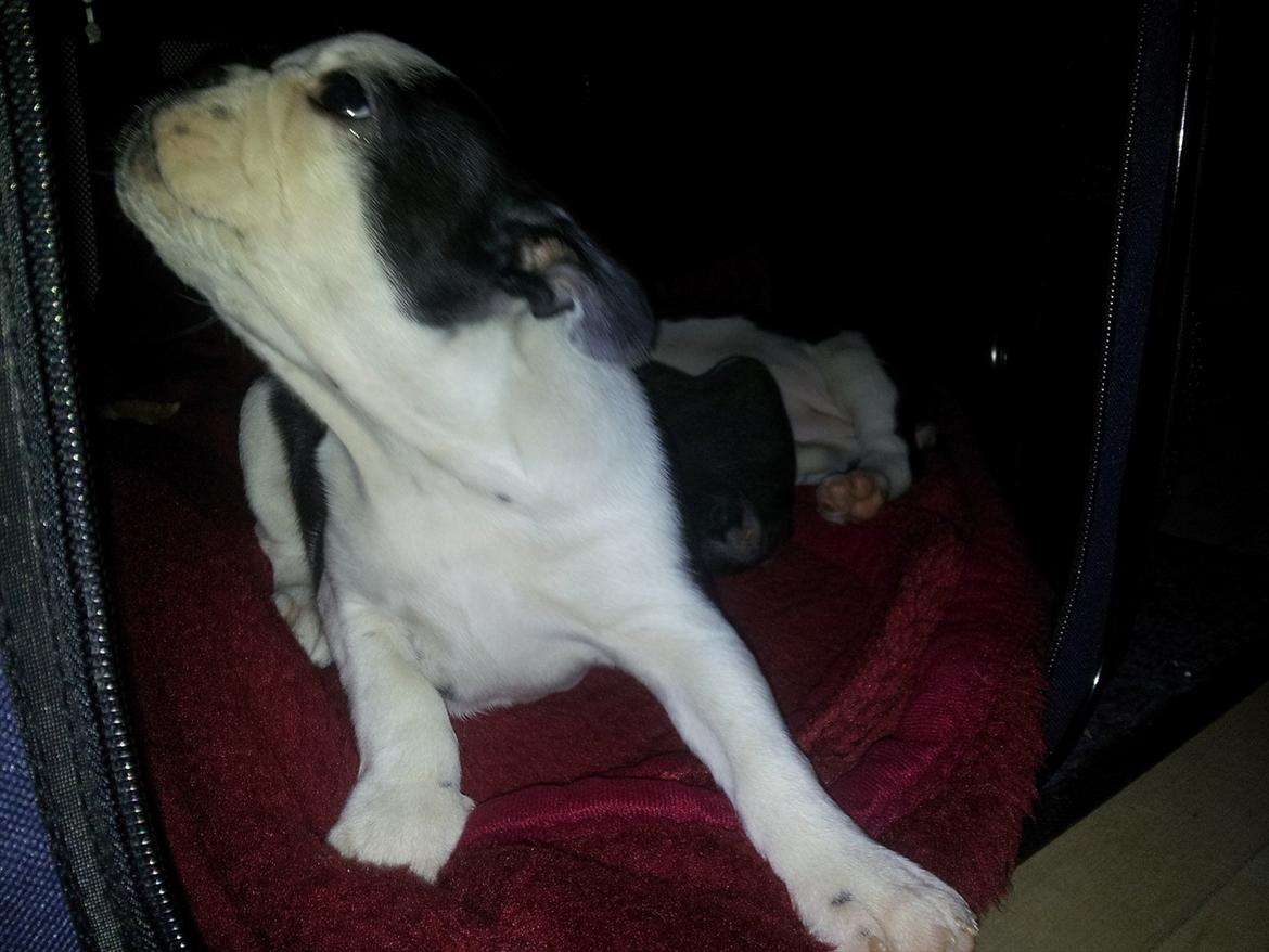 Boston terrier Buddha billede 7