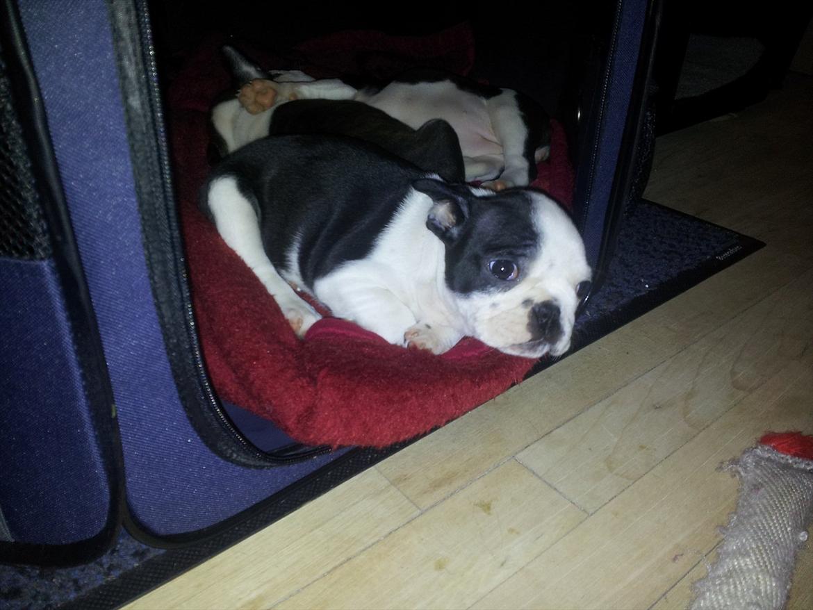 Boston terrier Buddha billede 8