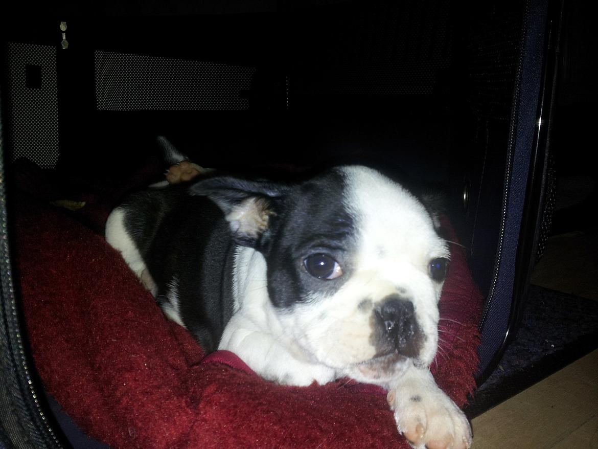 Boston terrier Buddha billede 9