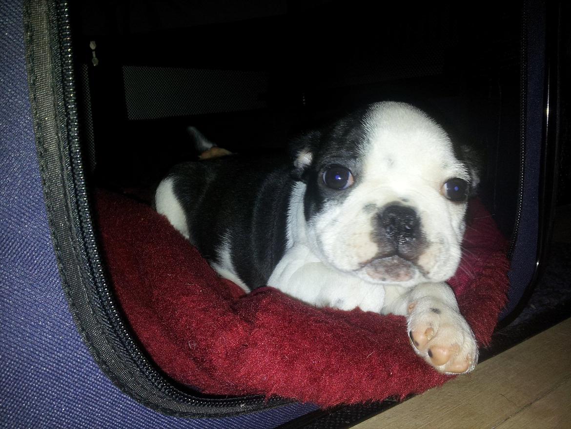 Boston terrier Buddha billede 10