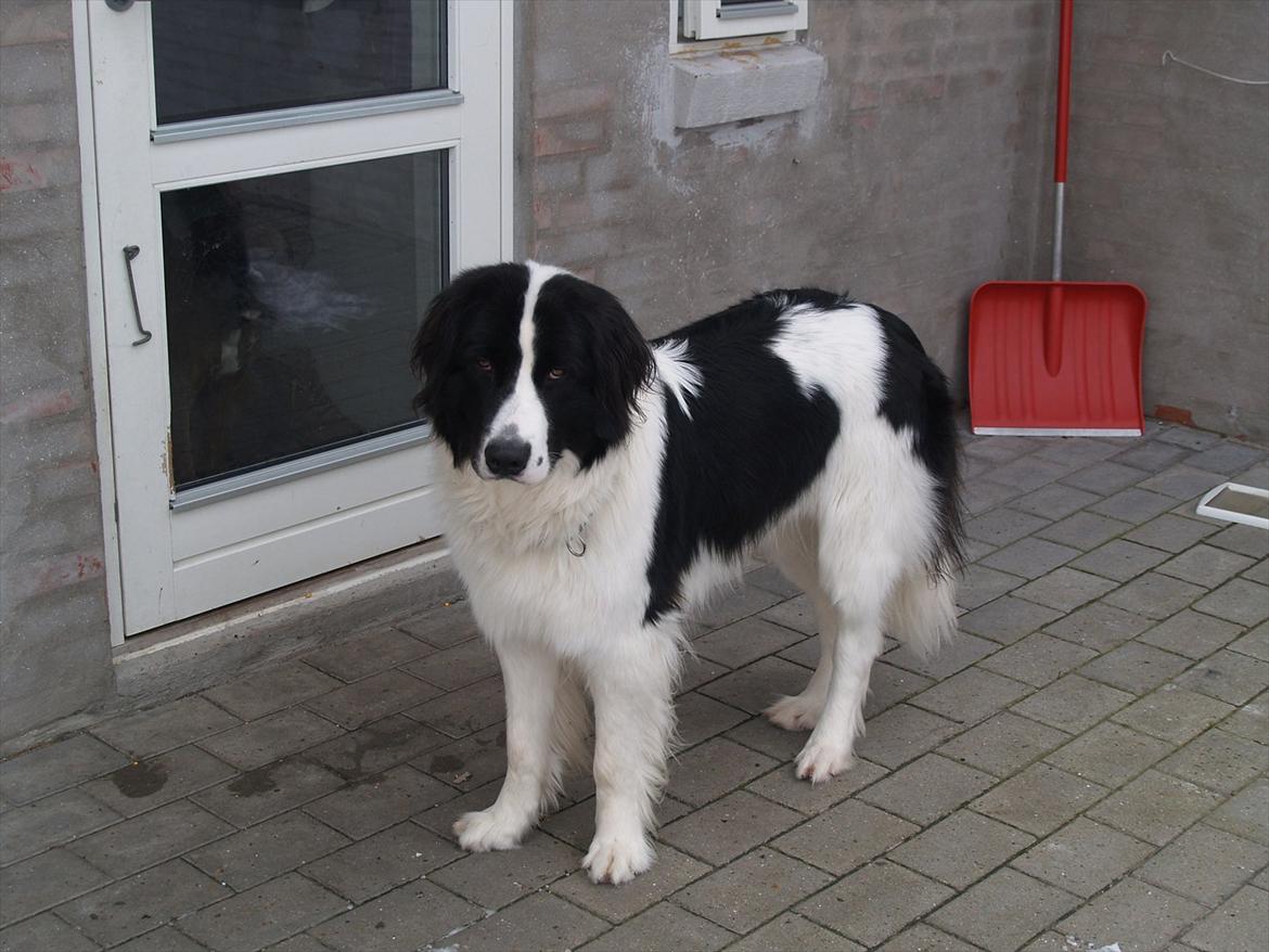 Landseer Gaia billede 19
