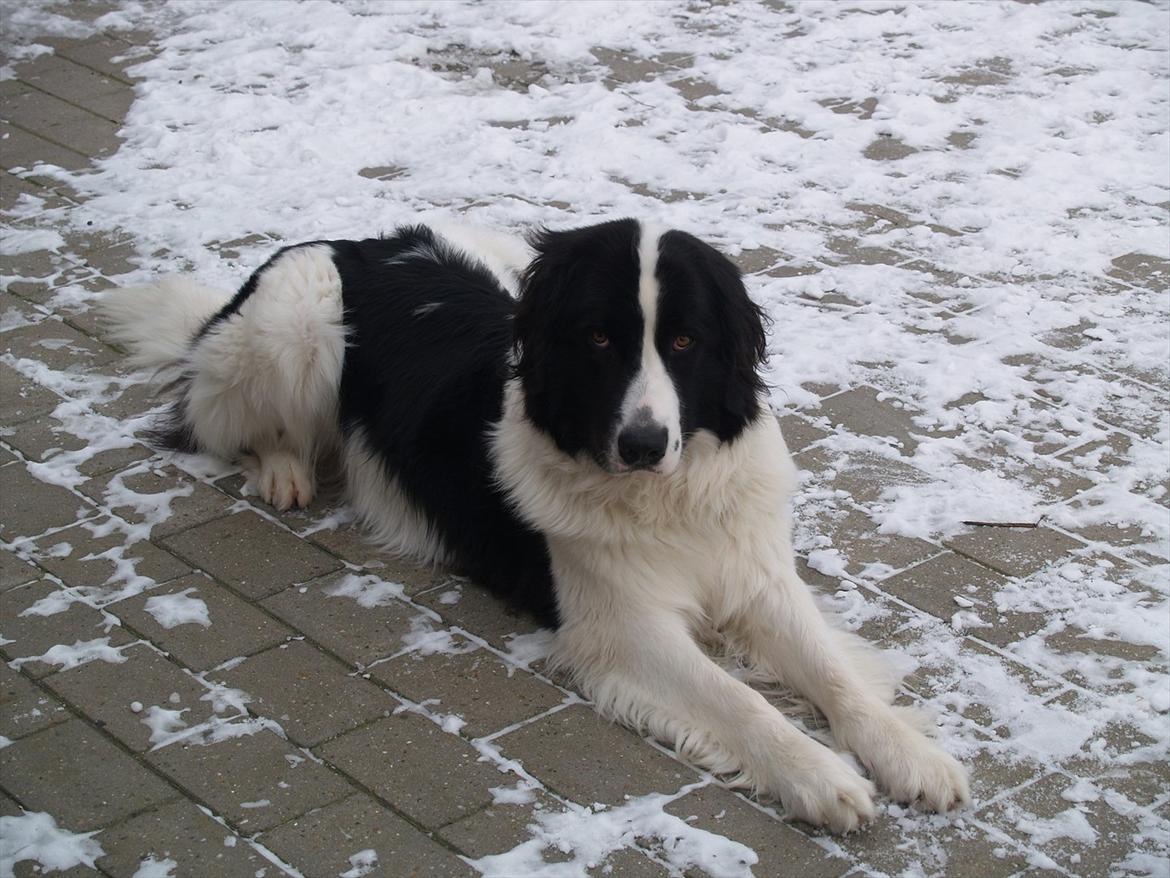 Landseer Gaia billede 20