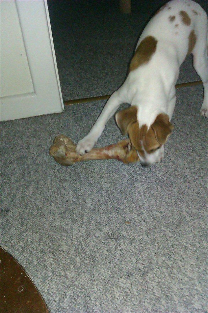 Blanding af racer Milo Max - Dette ben går der mange timer med at bekæmpe.. billede 10