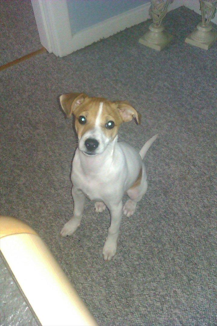 Blanding af racer Milo Max billede 11