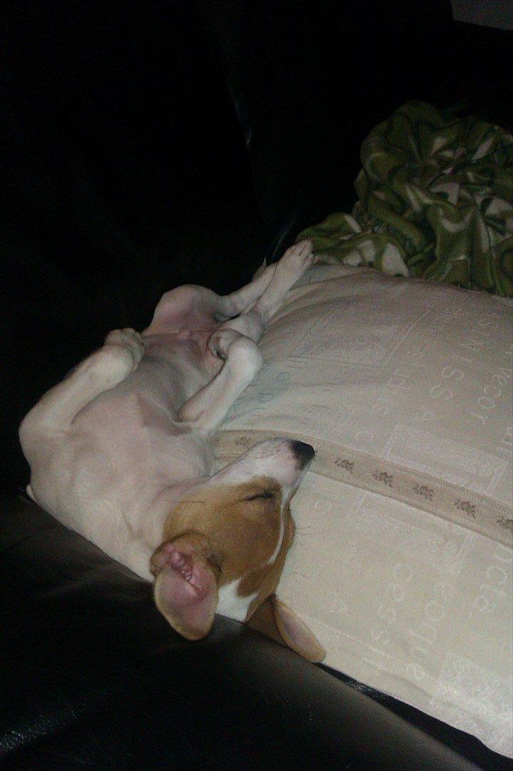 Blanding af racer Milo Max - Kongen sover billede 12