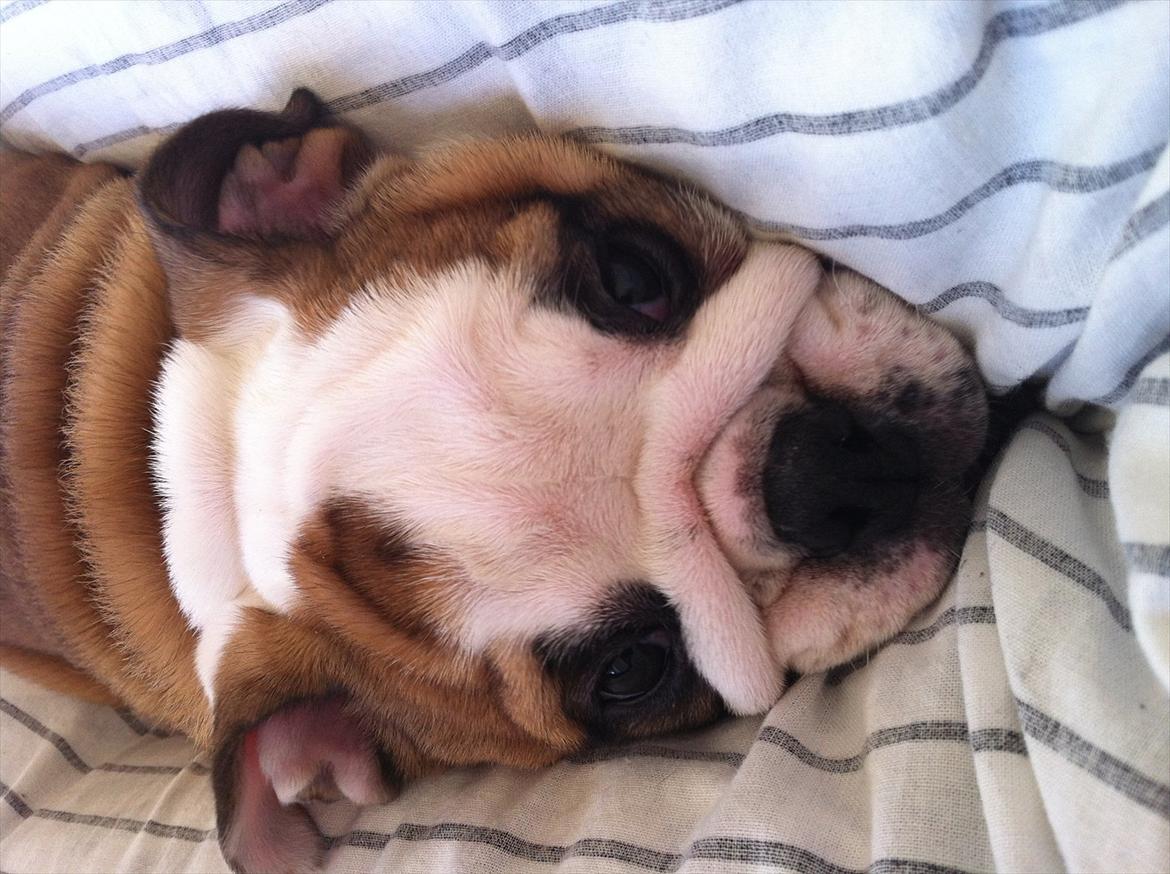 Engelsk bulldog Rosa billede 2