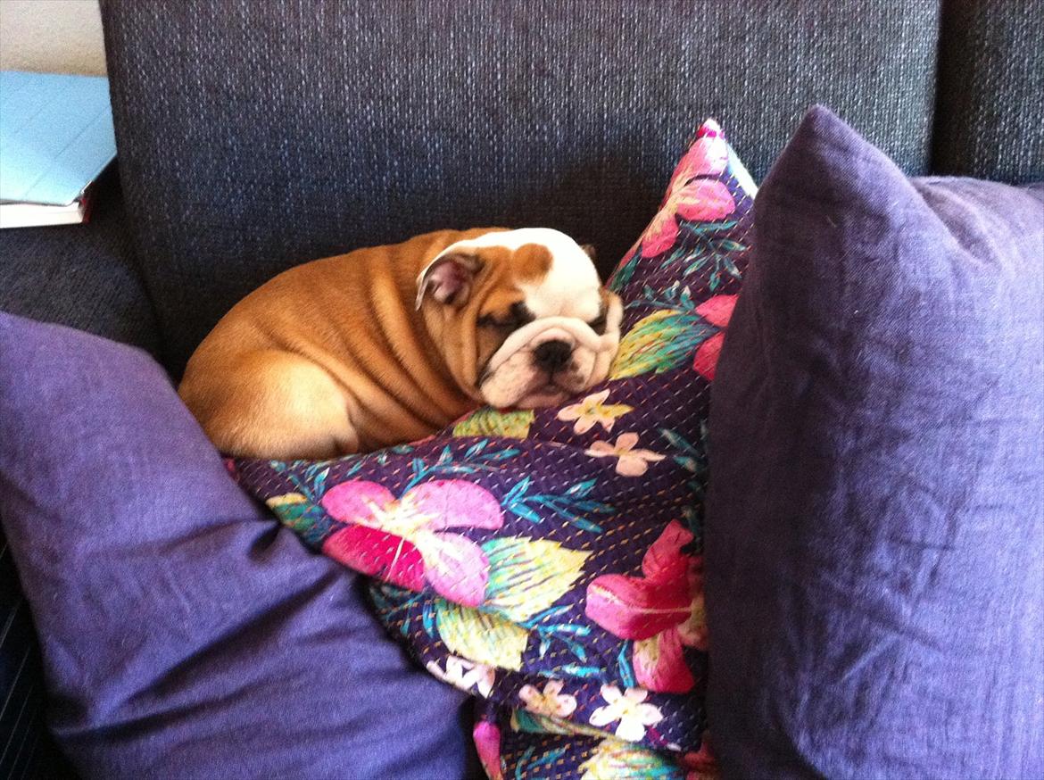Engelsk bulldog Rosa - Ynglings sted at putte i sofaen. billede 3
