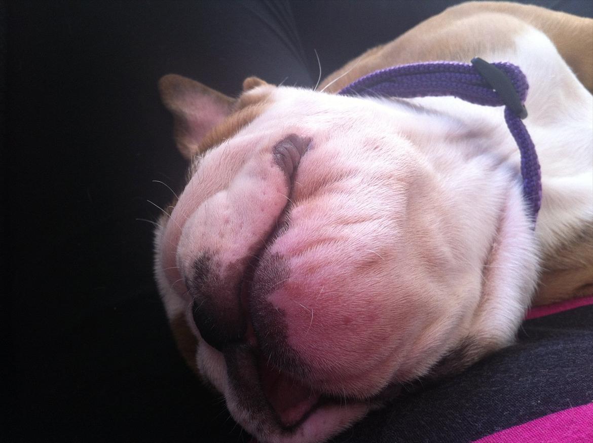Engelsk bulldog Rosa - Såå smuk, når du sover <3 billede 4