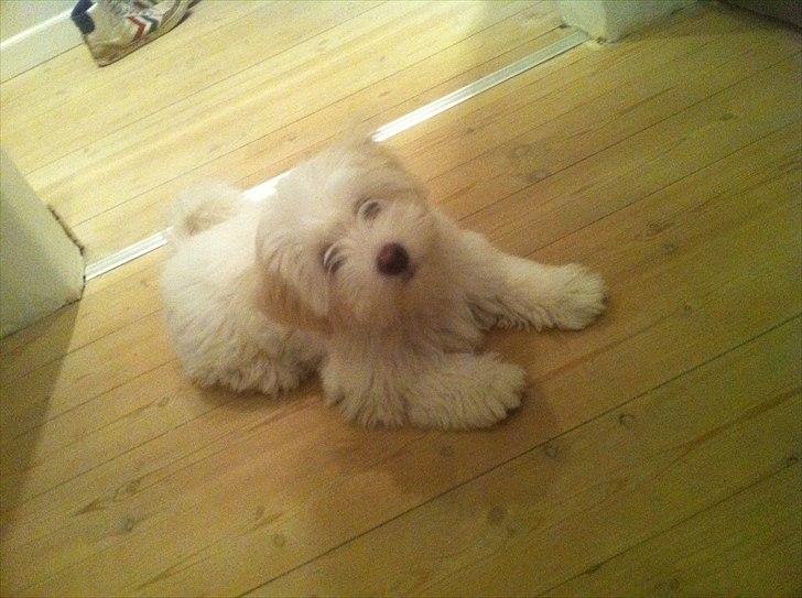 Coton de tulear Klostergaardens Cookie - Holder øje om far laver maden ordenlig, måske falder der noget af :) billede 13