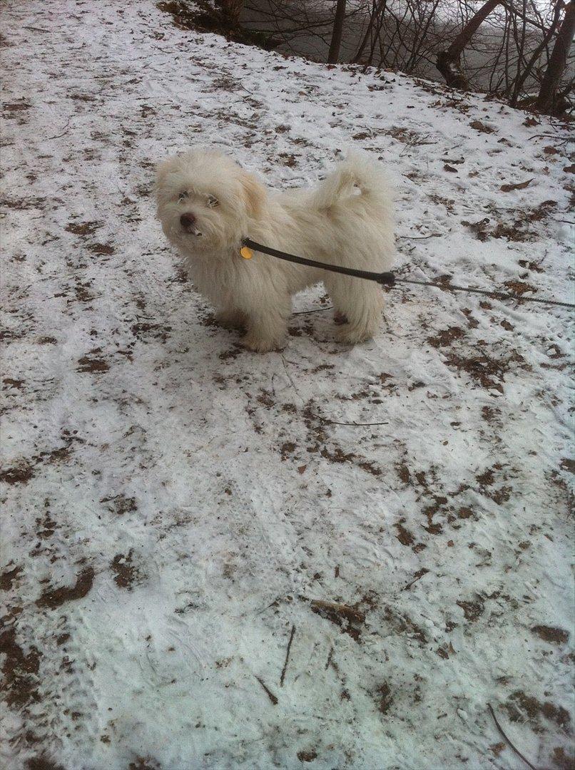 Coton de tulear Klostergaardens Cookie billede 15