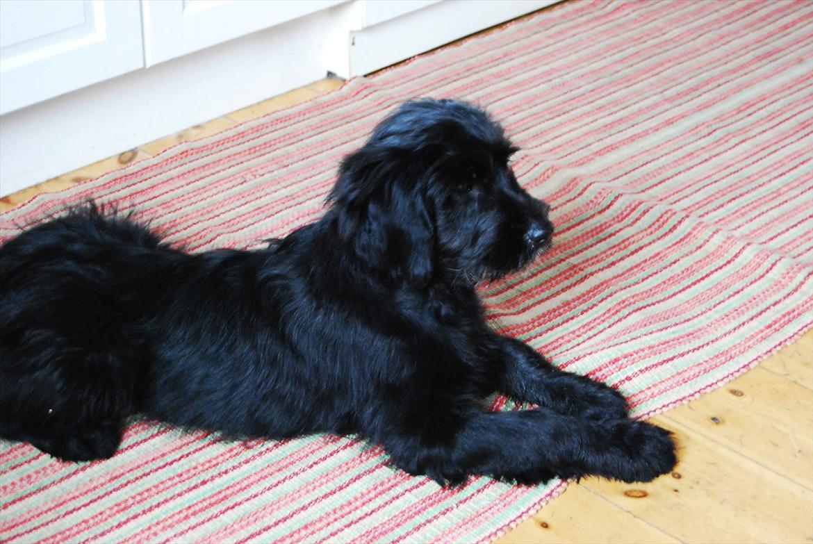 Blanding af racer Nora billede 6