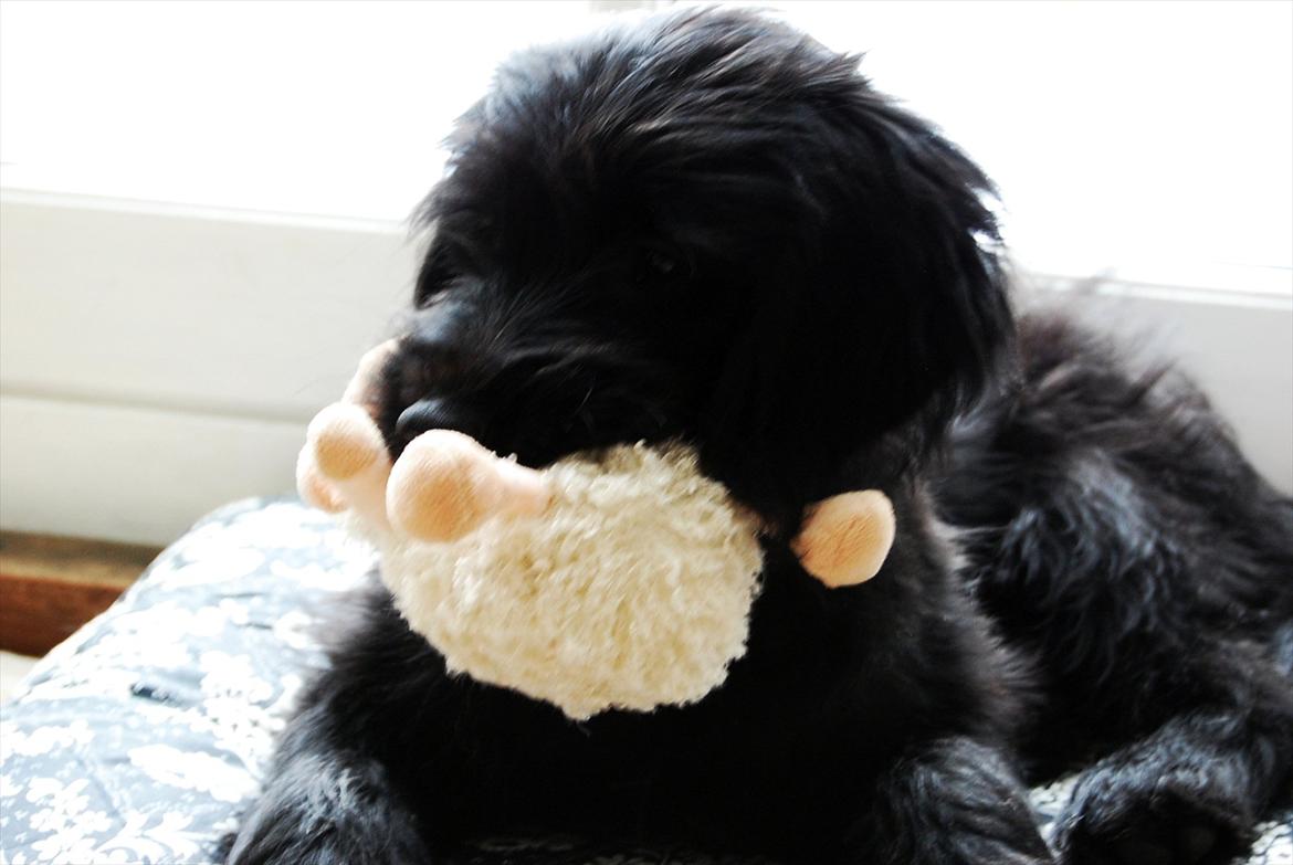 Blanding af racer Nora billede 1