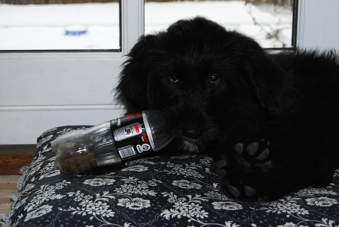 Blanding af racer Nora billede 7