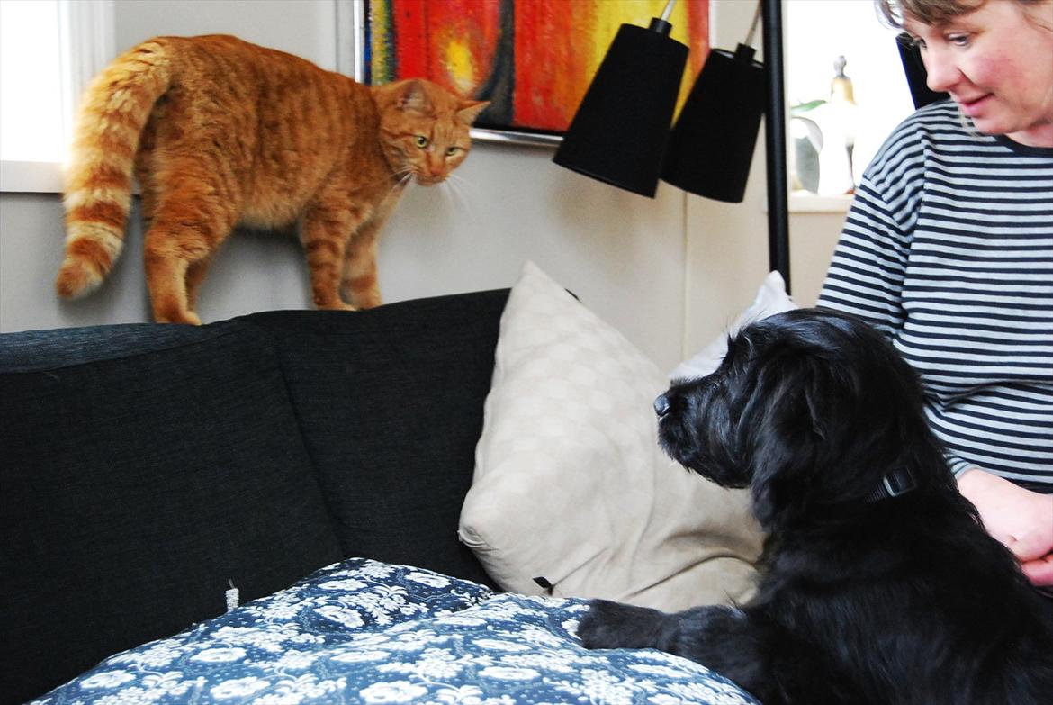 Blanding af racer Nora billede 8