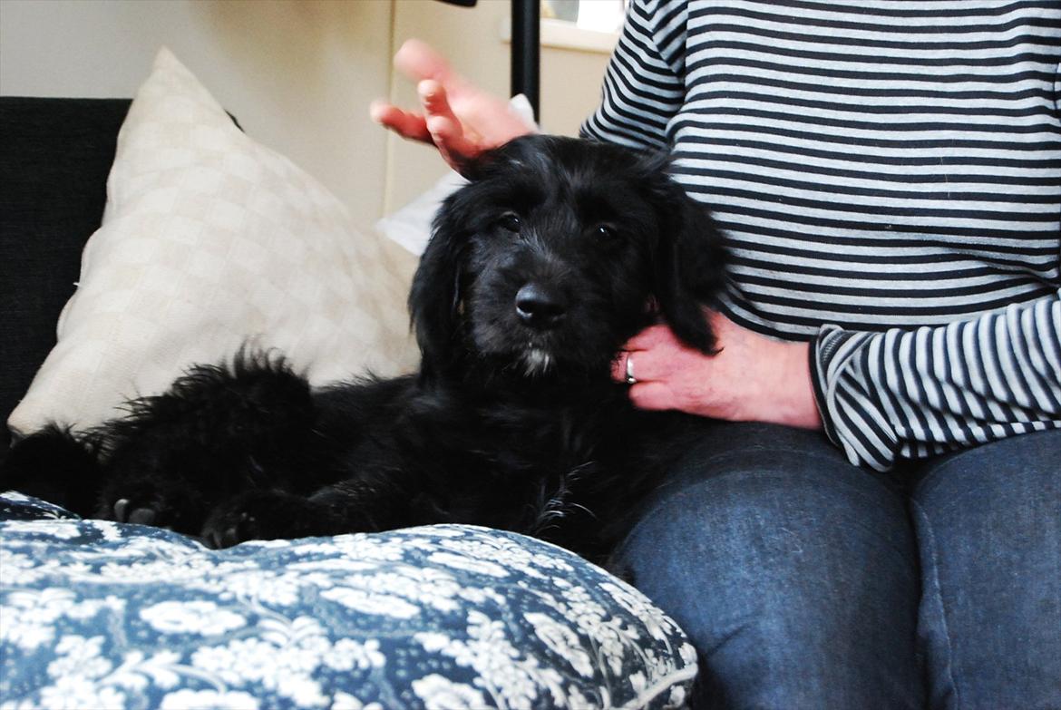 Blanding af racer Nora billede 9