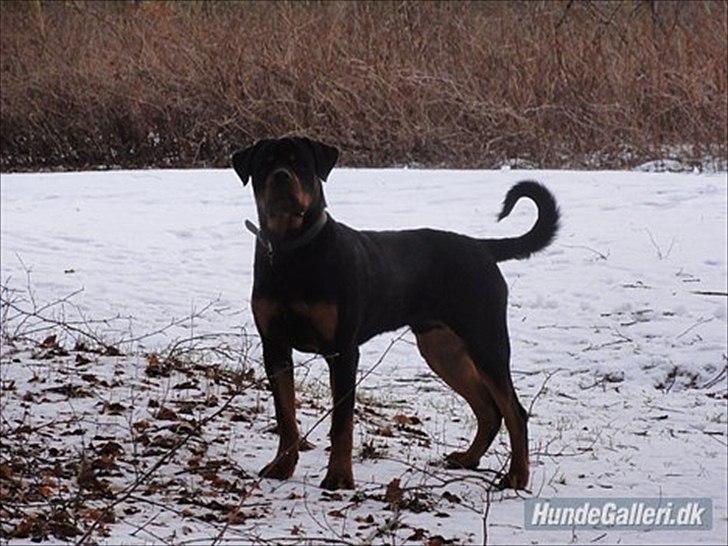 Rottweiler Rottweiler Vom Hause Wenorra Kesseler billede 1