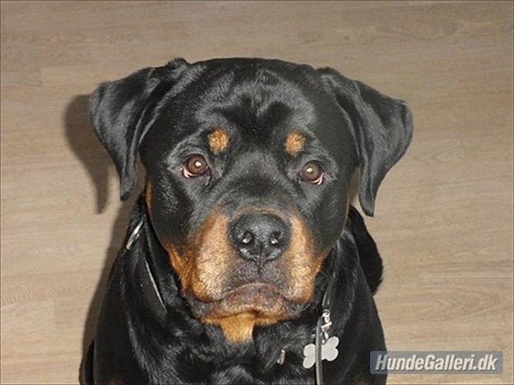 Rottweiler Rottweiler Vom Hause Wenorra Kesseler billede 3