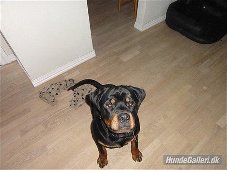 Rottweiler Rottweiler Vom Hause Wenorra Kesseler billede 7