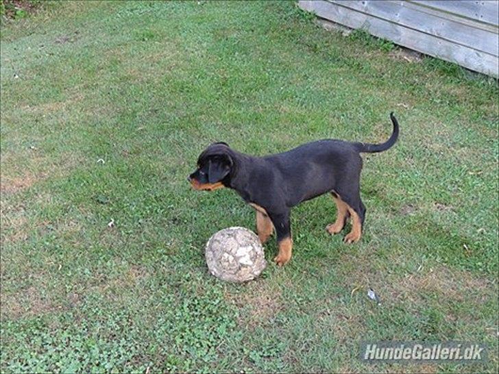 Rottweiler Rottweiler Vom Hause Wenorra Kesseler billede 9
