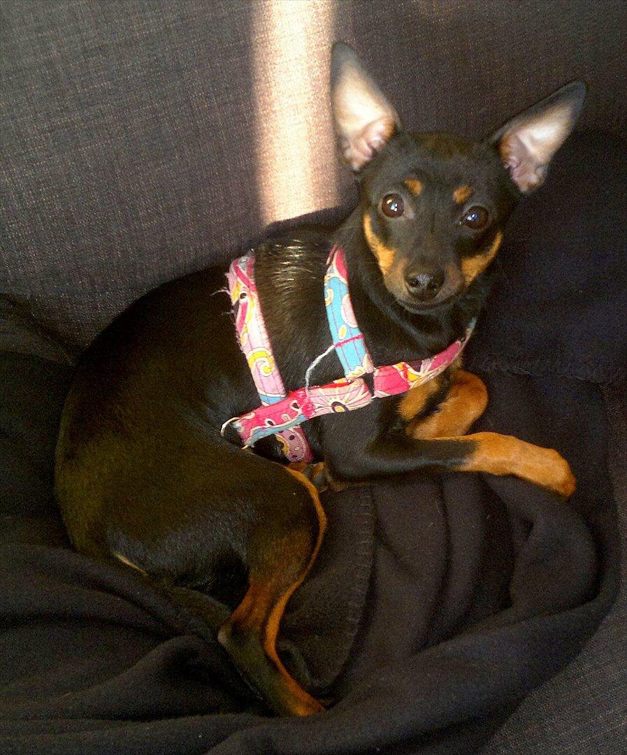 Blanding af racer Ratpinscher - Shila , bor hos andre nu - Shila tager sig en slapper på sofaen.. billede 2