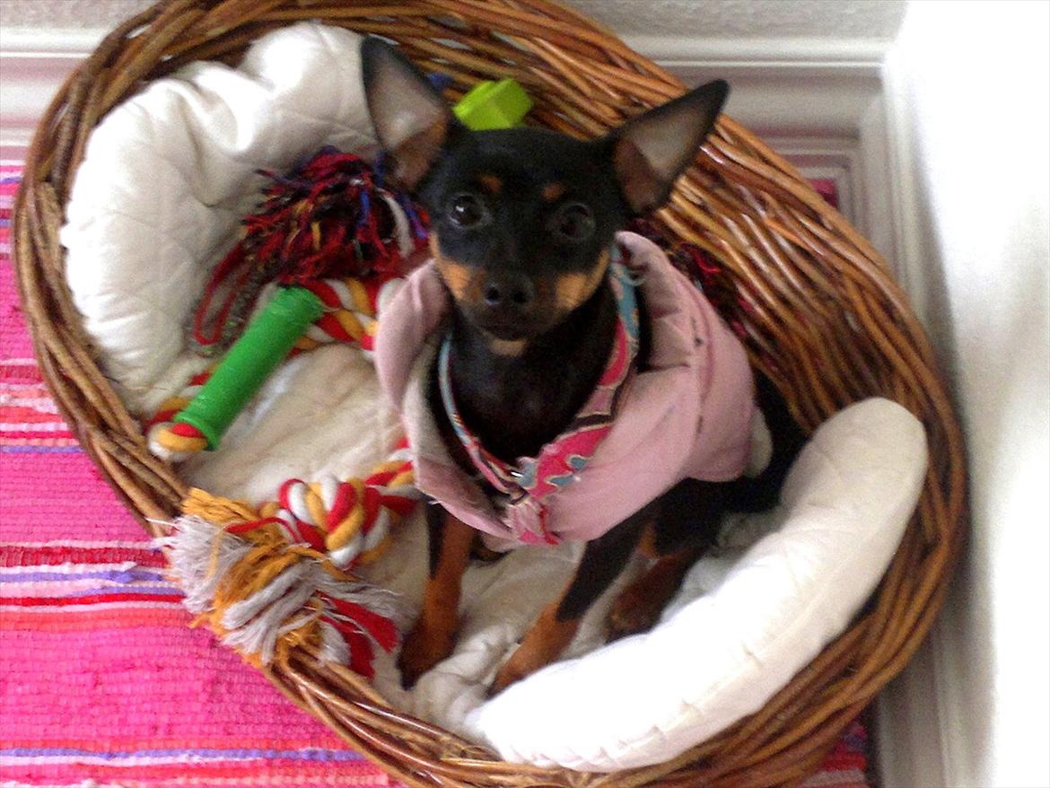 Blanding af racer Ratpinscher - Shila , bor hos andre nu - Er jeg ikke sød? billede 1