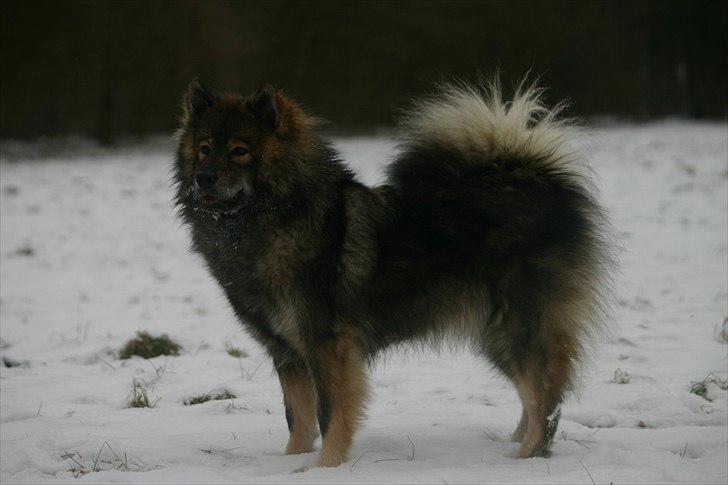 Eurasier Skovagergaards Dorthea - Jeg elsker bare sneen (og også at stå pænt for fotografen) billede 13
