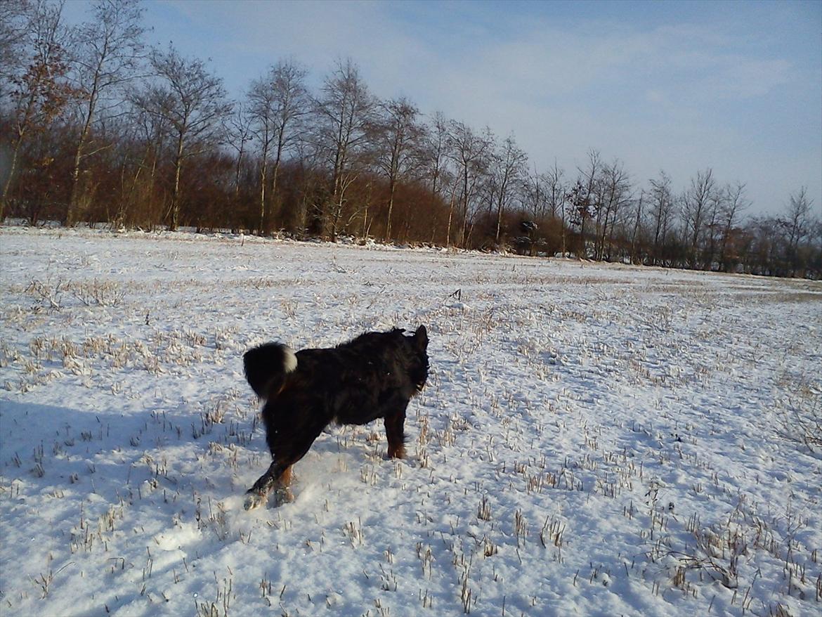Berner sennenhund Gæbe's Hannibal (Kaldenavn: Basse) - LØØØB! billede 7