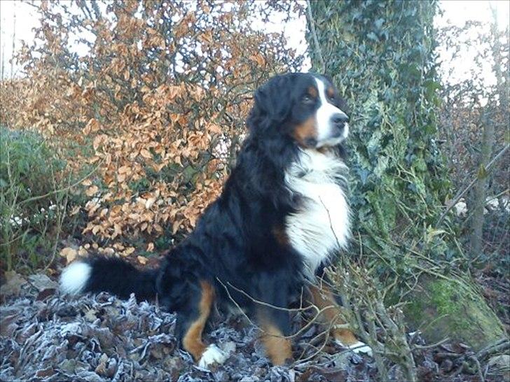 Berner sennenhund Gæbe's Hannibal (Kaldenavn: Basse) - Hr. Bus :P billede 13
