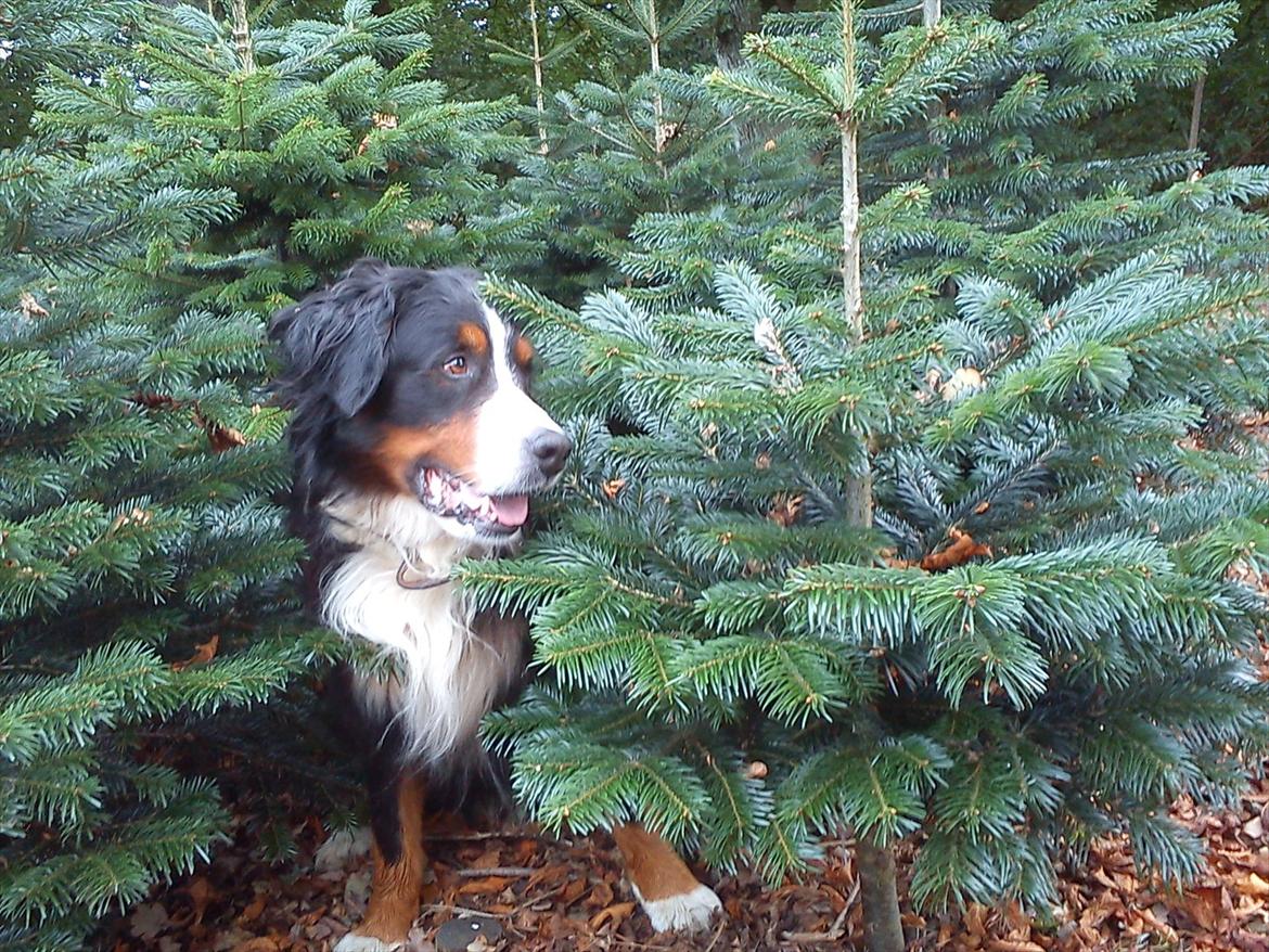 Berner sennenhund Gæbe's Hannibal (Kaldenavn: Basse) - Super godt billede;) billede 14