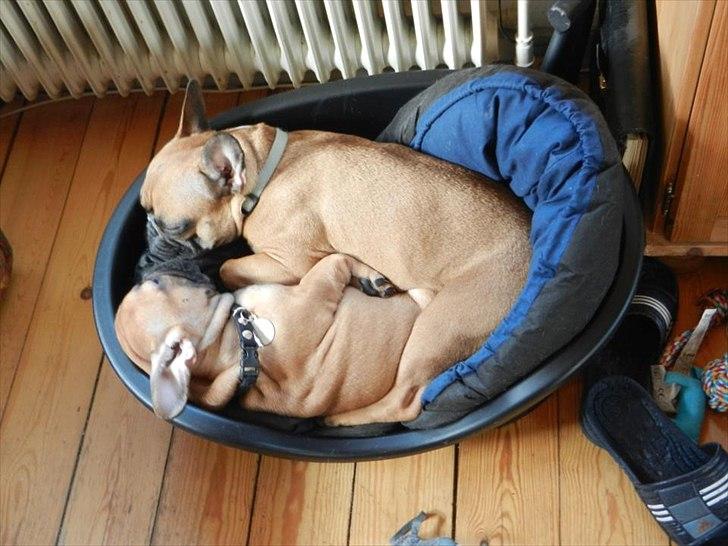 Fransk bulldog Willie - Willie og Holger putter ved min far. Willie 1 år og 7 mdr. og Holger 13 uger. billede 7