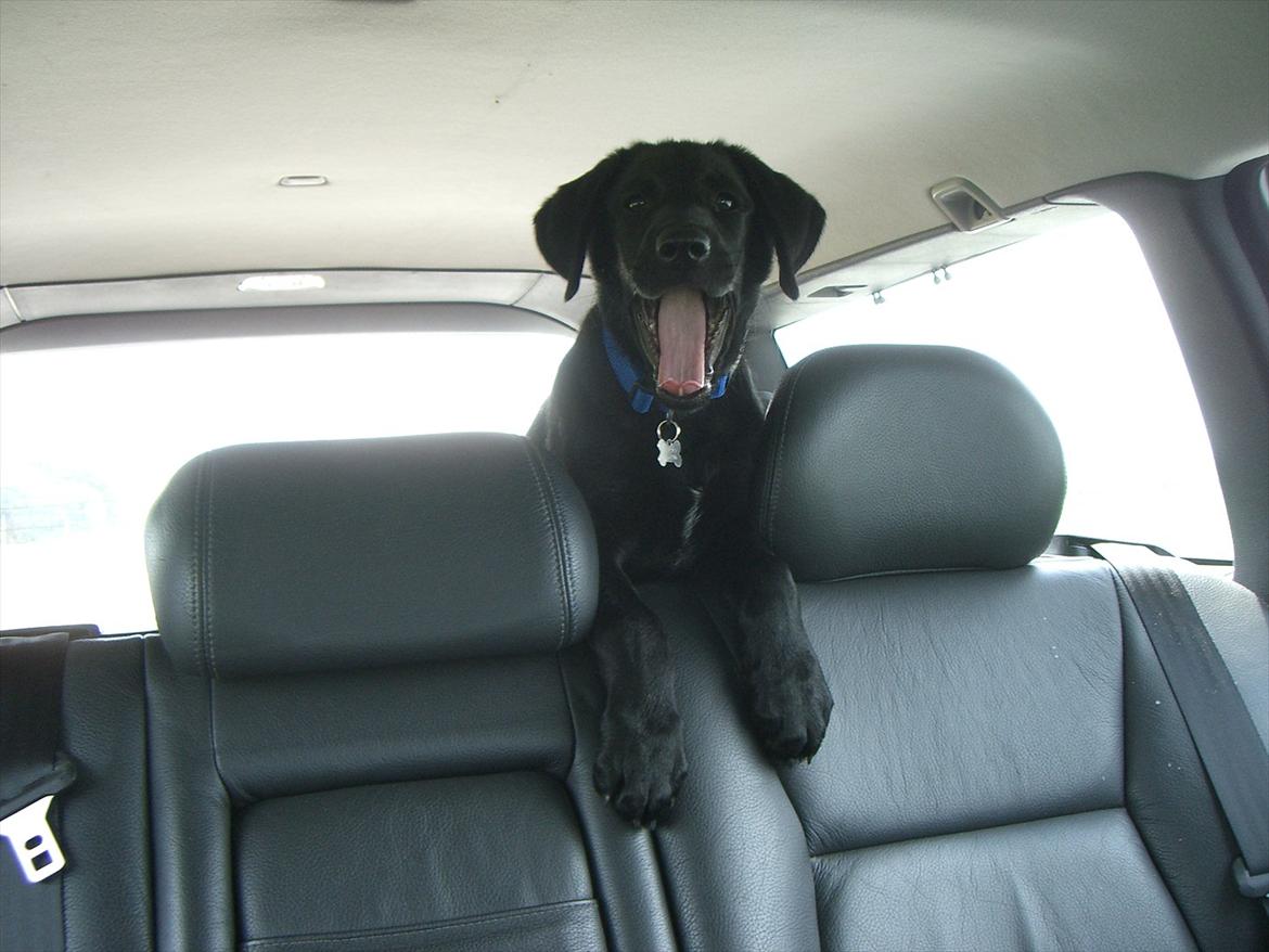 Labrador retriever Baloo - bassemanden billede 1