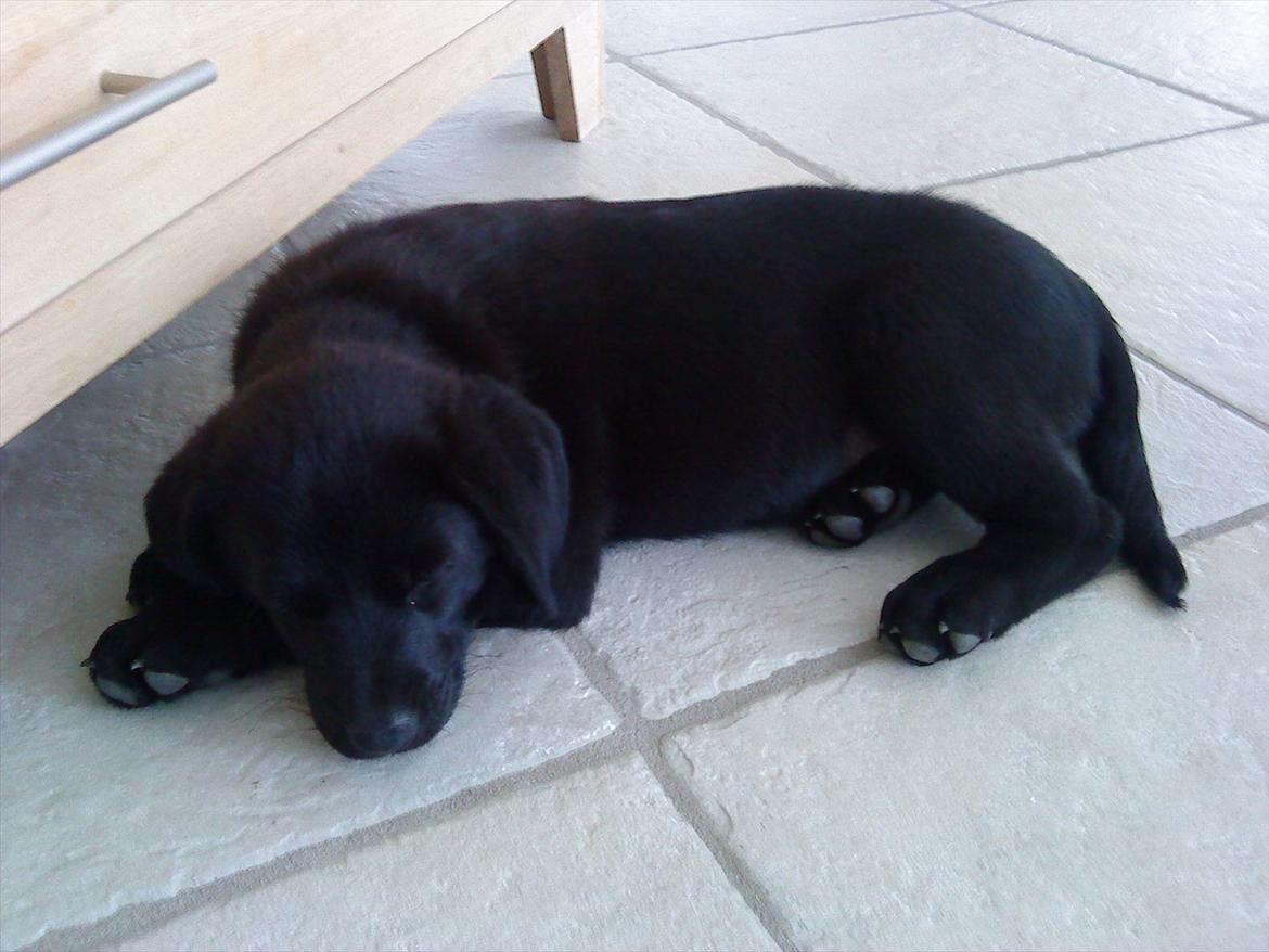 Labrador retriever Baloo - træt billede 2