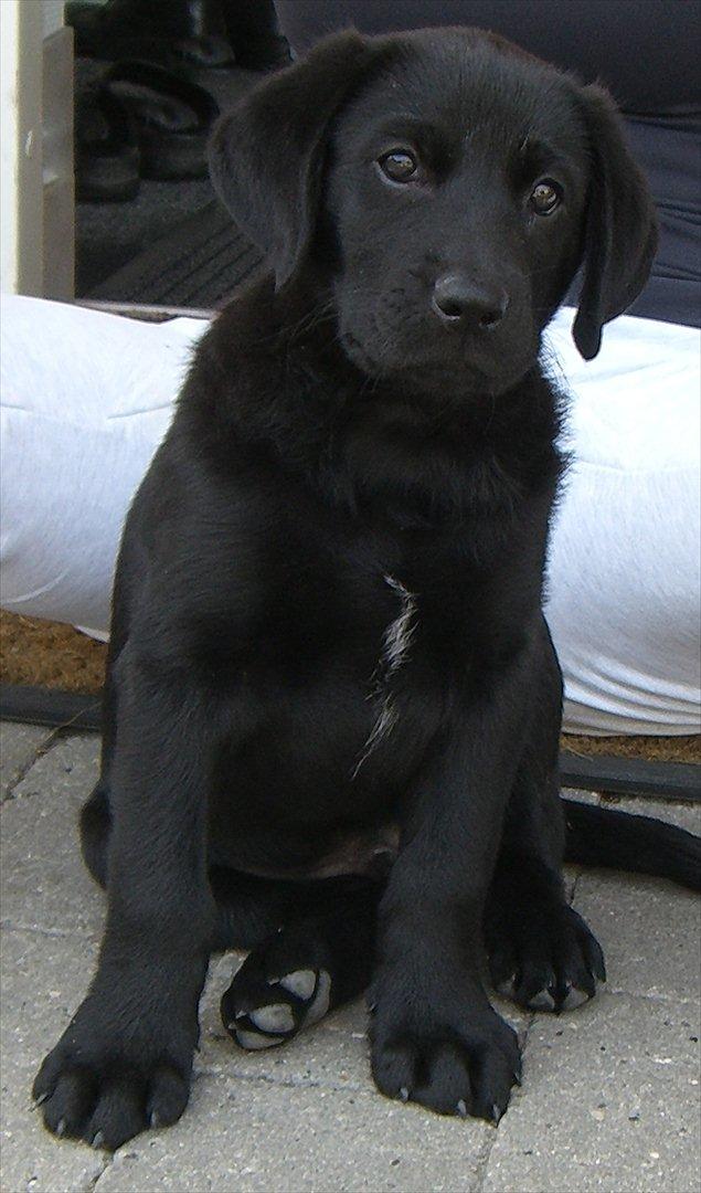 Labrador retriever Baloo - søøøøød billede 3