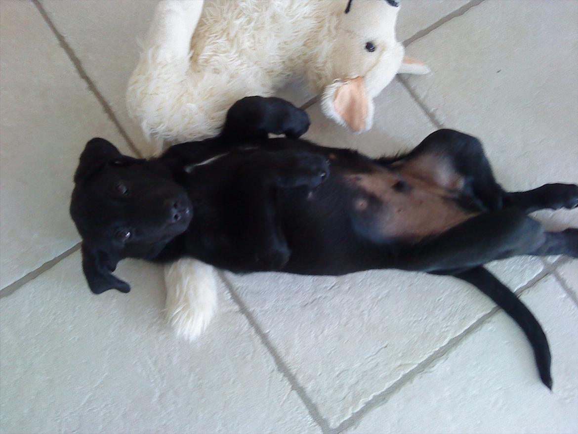 Labrador retriever Baloo billede 4