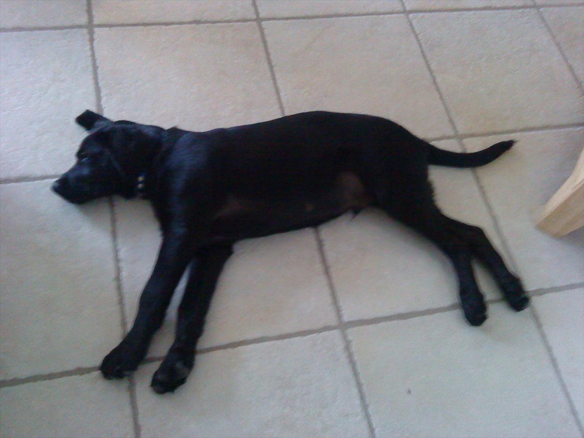 Labrador retriever Baloo - ligger rigtig og breder sig billede 5