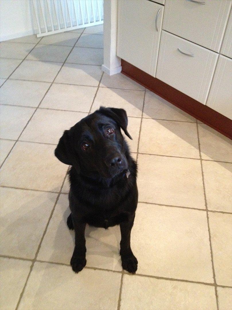 Labrador retriever Baloo - for cute billede 6