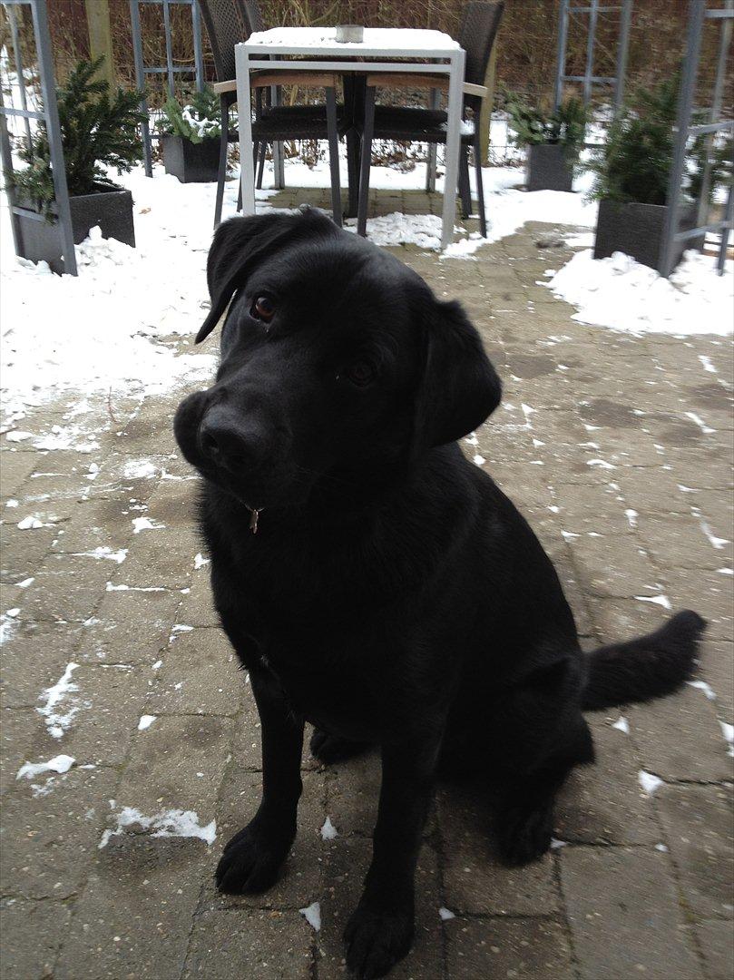 Labrador retriever Baloo - se lige hvor sød jeg er  billede 7