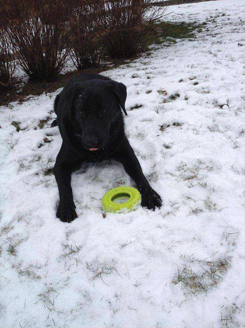 Labrador retriever Baloo billede 8