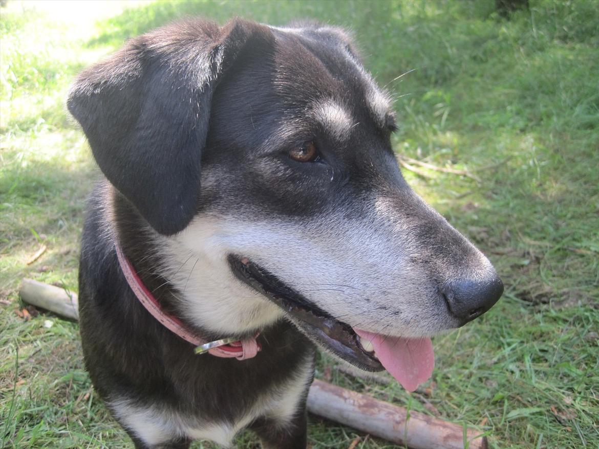 Blanding af racer Nuka billede 1