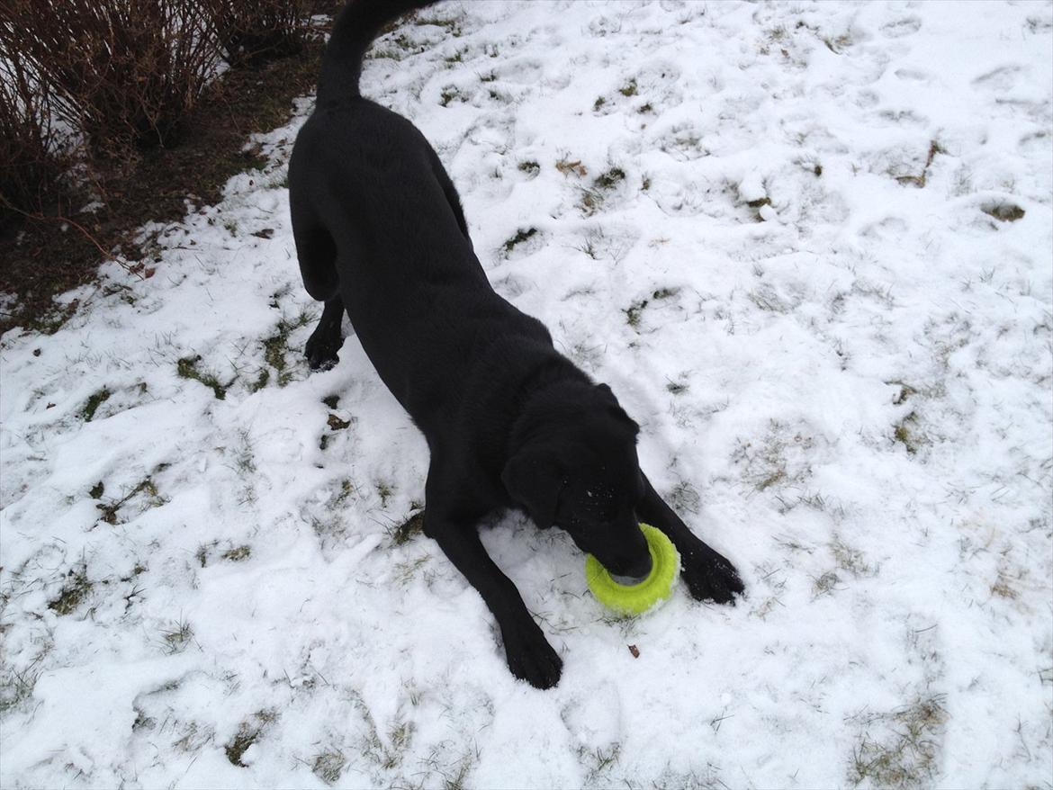 Labrador retriever Baloo billede 9