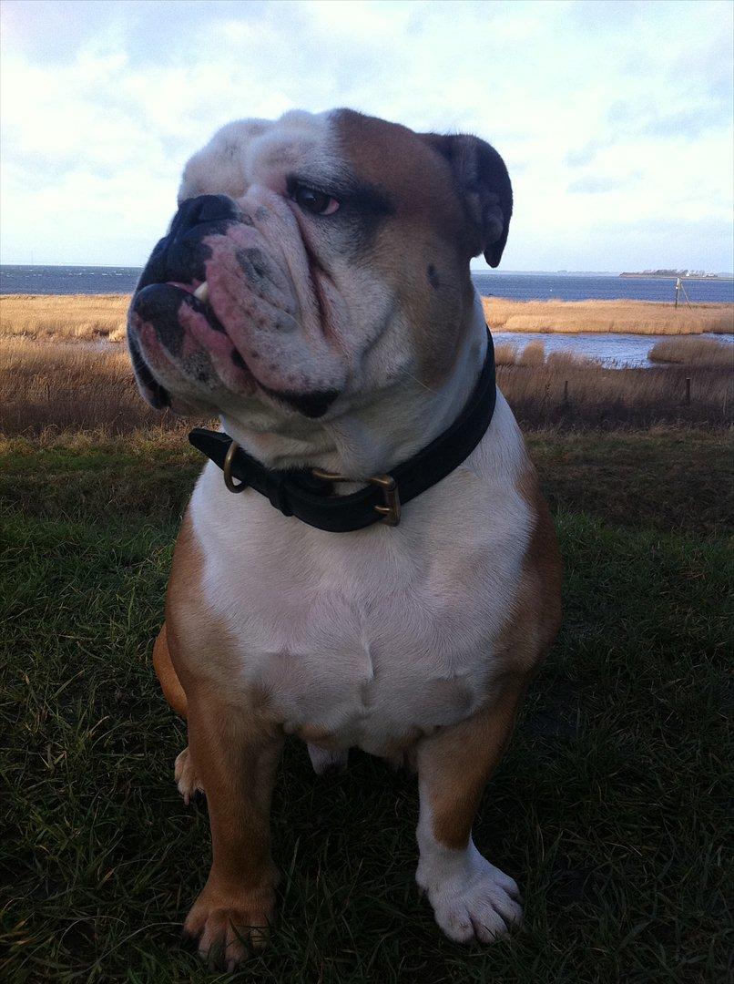 Engelsk bulldog Louis billede 6