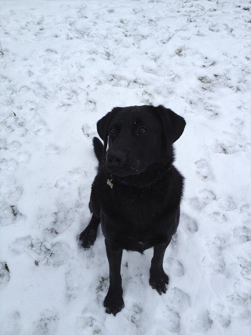 Labrador retriever Baloo billede 10